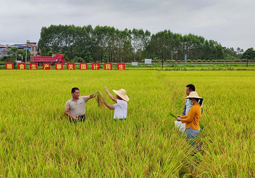 欽州市靈山縣那隆鎮(zhèn)茶子村早稻高產(chǎn)示范測產(chǎn)現(xiàn)場。靈山縣農(nóng)業(yè)農(nóng)村局供圖