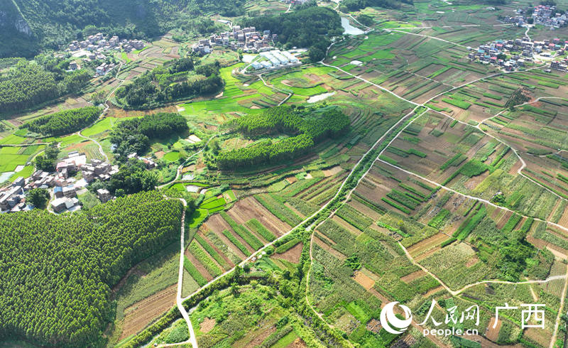 正在護理中的上浪村桑園。 人民網(wǎng) 付華周攝