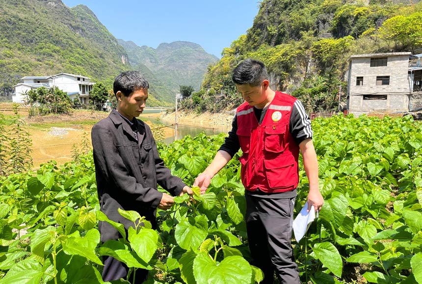 弄福村駐村第一書記查看桑葉種植情況。廣西交通投資集團供圖