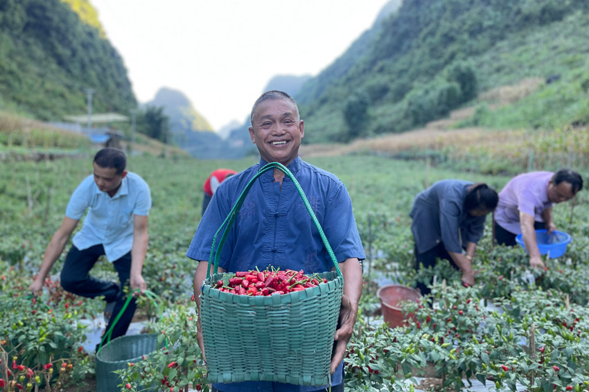 在廣西都安瑤族自治縣菁盛鄉(xiāng)登立村，當(dāng)?shù)厝罕娫诓烧苯贰? ><div   id=