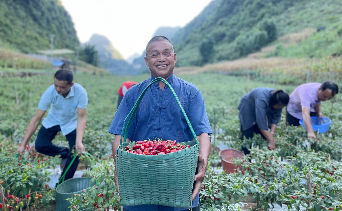 廣西都安：“火紅”產(chǎn)業(yè)助振興