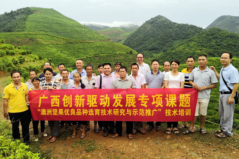 廣西熱作所科技人員到百色市開展澳洲堅(jiān)果技術(shù)服務(wù)。曾黎明攝