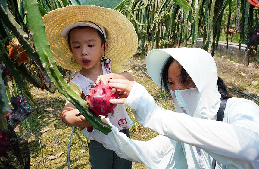 7月31日，在廣西融水苗族自治縣融水鎮(zhèn)三合村黎鄧屯，游客帶著孩子體驗(yàn)采摘火龍果。