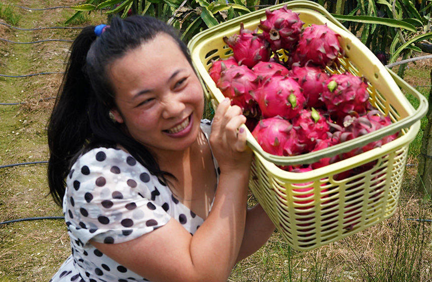 7月31日，在廣西融水苗族自治縣融水鎮(zhèn)三合村黎鄧屯，游客搬運(yùn)剛采摘的火龍果。