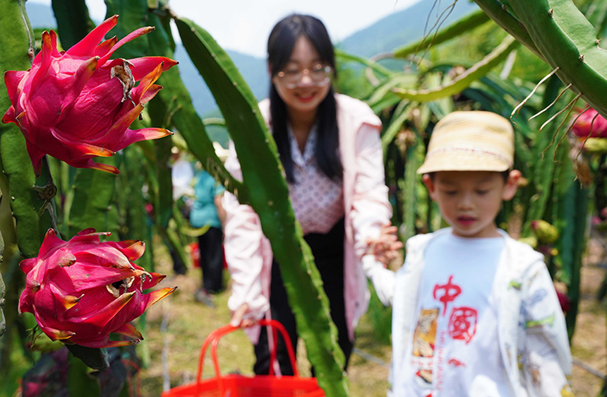 7月31日，在廣西融水苗族自治縣融水鎮(zhèn)三合村黎鄧屯，游客帶上孩子體驗采摘火龍果。