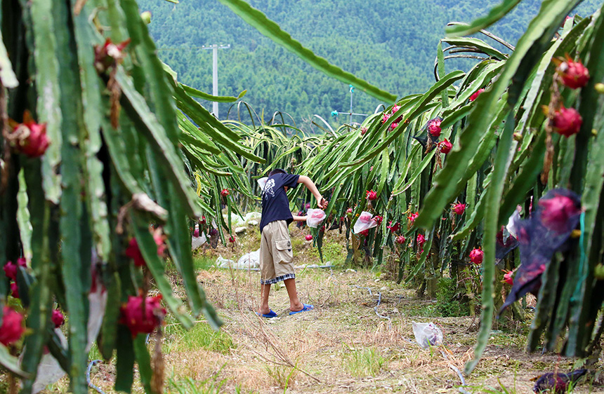 7月31日，在廣西融水苗族自治縣融水鎮(zhèn)三合村黎鄧屯，果農(nóng)在采摘火龍果。