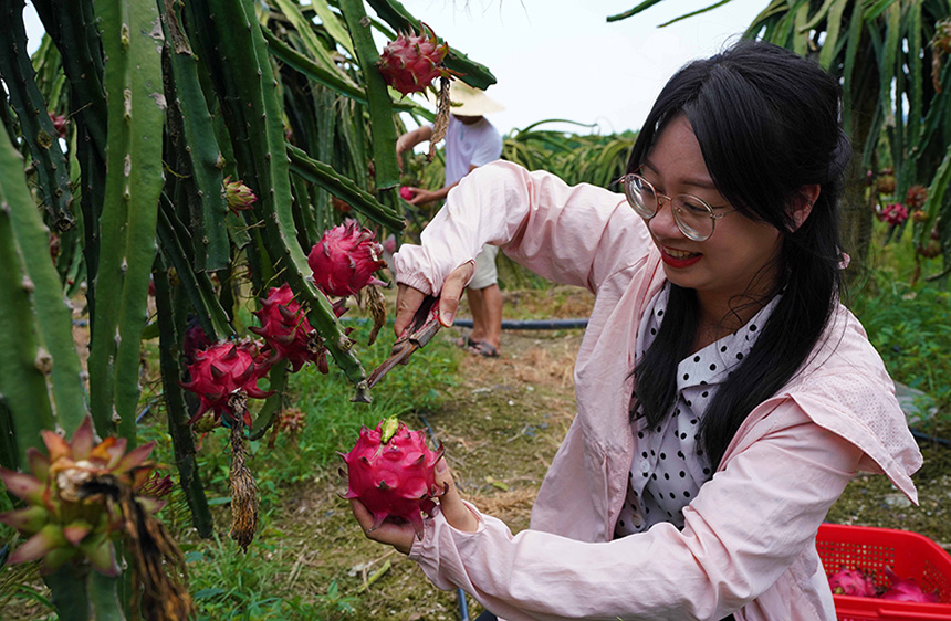 7月31日，在廣西融水苗族自治縣融水鎮(zhèn)三合村黎鄧屯，游客體驗采摘火龍果。