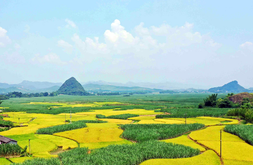 稻田與原生態(tài)的山水風(fēng)光構(gòu)成一幅美麗的豐收圖景。