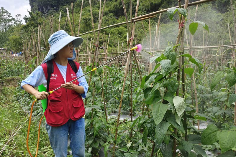 余貝為豆角噴灑農藥