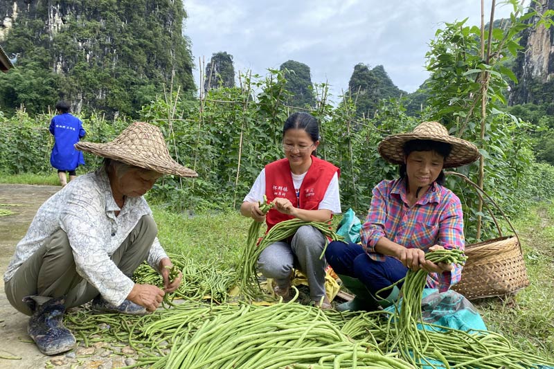 余貝與村民一起整理豆角