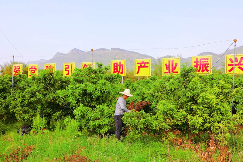 圖為沿線(xiàn)群眾在果園勞作