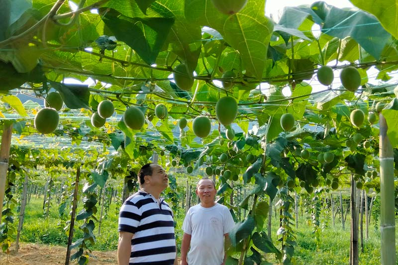 龍勝公路養(yǎng)護中心工作人員到脫貧戶家中查看羅漢果種植情況（劉登社供圖）