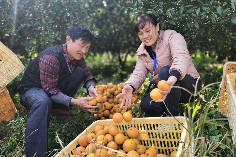 幫助脫貧戶采摘橙子