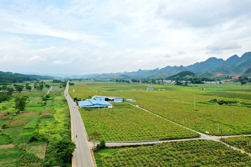 平果市火龍果種植基地農(nóng)村產(chǎn)業(yè)路。