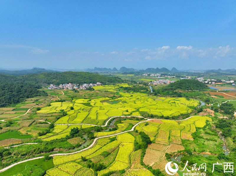 富川縣石家鄉(xiāng)曹里村千畝煙田迎來收獲季。 人民網(wǎng) 付華周攝