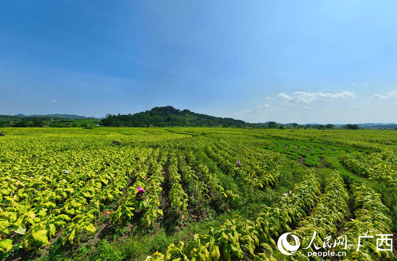 煙農(nóng)在煙田中采摘成熟的煙葉。 人民網(wǎng) 付華周攝