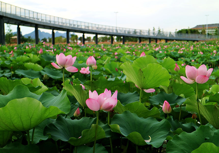 荷塘景色。