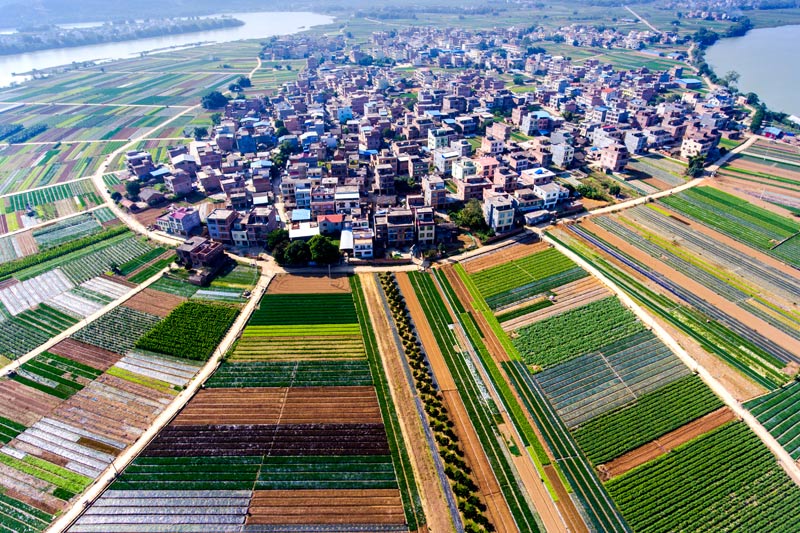 田東是“南菜北遠(yuǎn)”南方菜園重要產(chǎn)區(qū)之一，圖為祥周鎮(zhèn)中平村蔬菜生產(chǎn)基地。