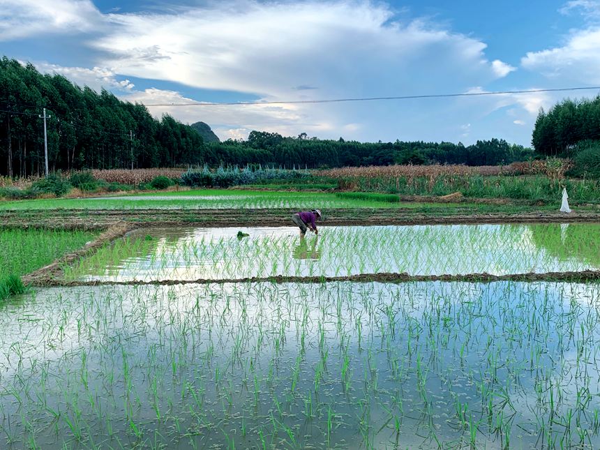 圖1：甘圩鎮(zhèn)賴坡村“手把青秧插野田，低頭便見水中天” 夏日農忙畫卷