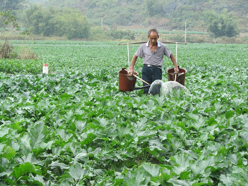 農(nóng)戶在田間種植大頭菜。