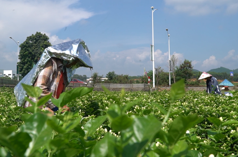 花農(nóng)們正在田間采收茉莉花。橫州市融媒體中心供圖