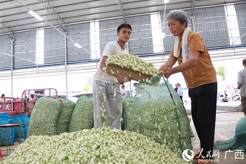 收購商正在將收購的茉莉花裝袋。人民網(wǎng) 吳明江攝