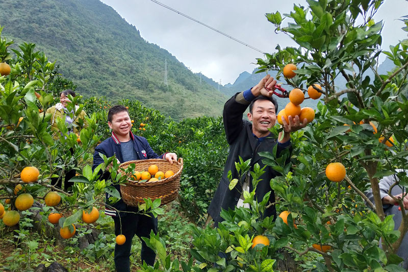 靖西市南坡鄉(xiāng)逢雞村百雞屯村民正在采摘臍橙，臉上洋溢著豐收的笑容。