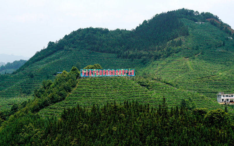 樂業(yè)縣獼猴桃產(chǎn)業(yè)園。