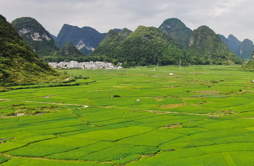 綠油油的稻田。