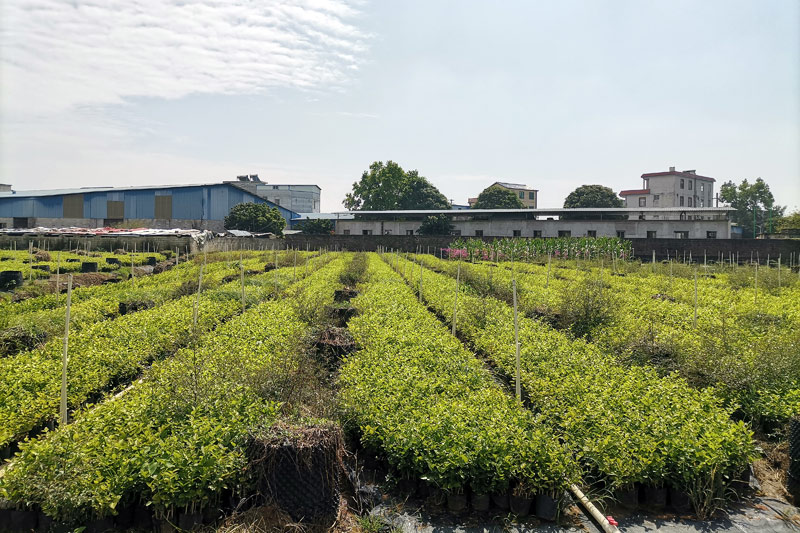 新橋村茉莉花盆栽種植基地。