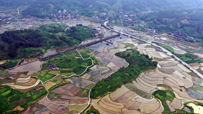 和里種稻養(yǎng)魚示范基地。