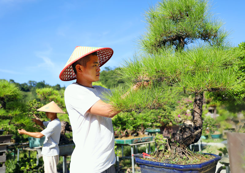 景華村盆景產(chǎn)業(yè)。