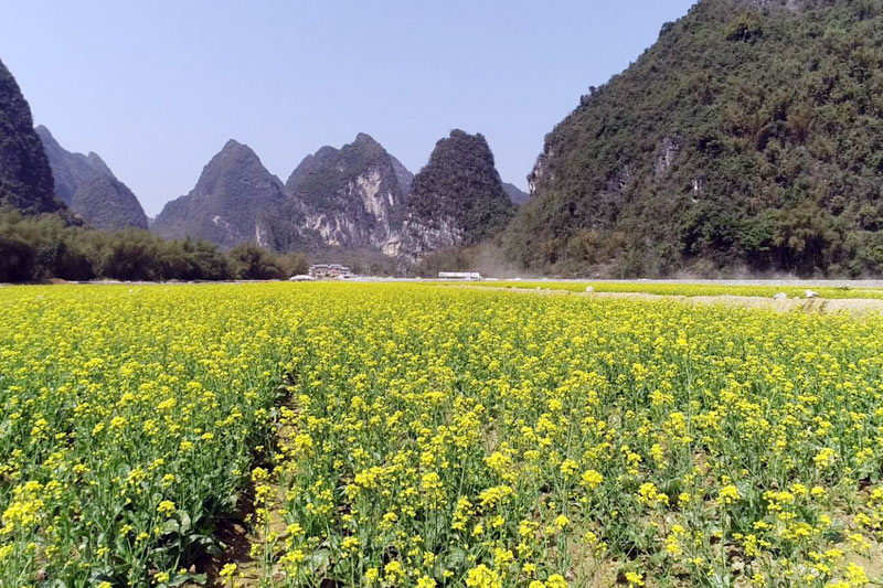 永仁村菜花種植。