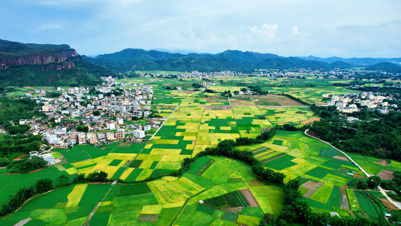 民安鎮(zhèn)豐村的連片農(nóng)田。