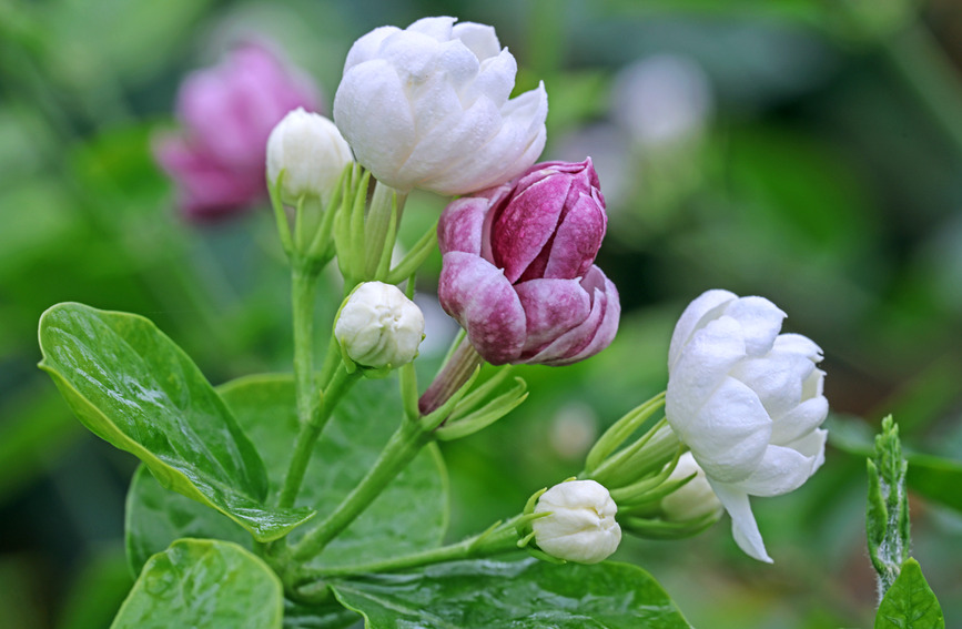 盛開的茉莉花。黃汝德攝.jpg