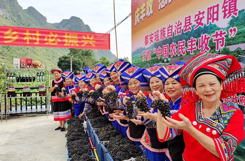 9月7日，廣西都安瑤族自治縣安陽鎮(zhèn)各族群眾歡聚一堂展示豐收的毛葡萄。高東風(fēng)攝