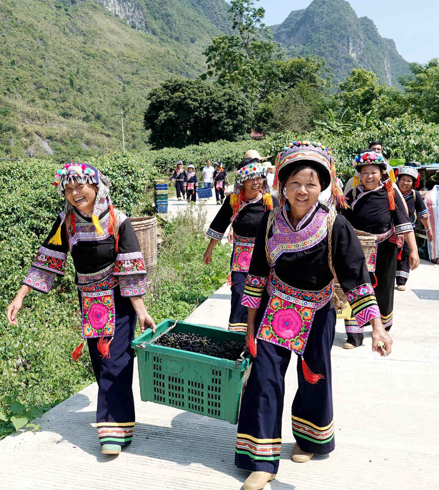 9月7日，廣西都安瑤族自治縣安陽鎮(zhèn)陽安社區(qū)群眾采摘毛葡萄歸來。高東風攝