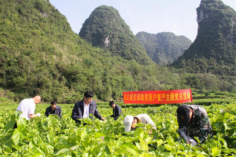 圖為：河池市環(huán)江縣煙草專賣局（營(yíng)銷部）組織黨員幫扶貧困戶開展產(chǎn)業(yè)扶持.（潘棉純 攝）