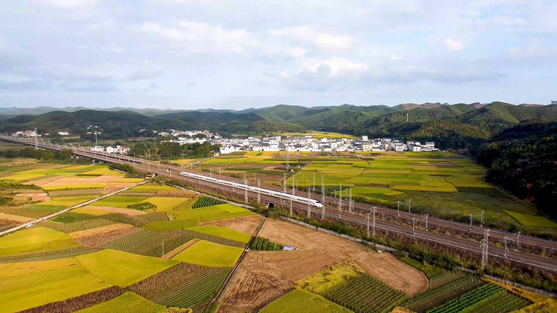 南寧市興寧區(qū)高鐵沿線金色稻田美如畫。興寧區(qū)融媒體中心供圖