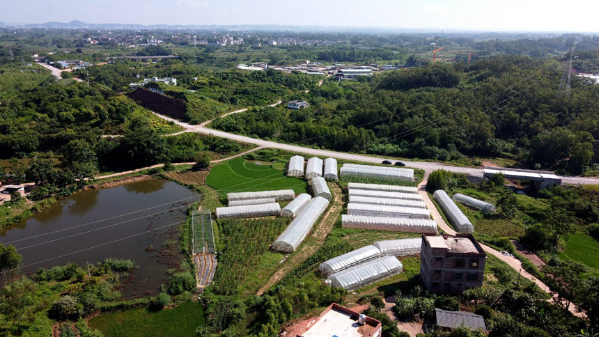 新江鎮(zhèn)那云村甜瓜種植基地航拍。覃捷攝