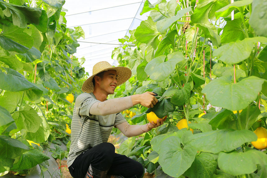 甜瓜豐收，村民喜笑顏開。覃捷攝