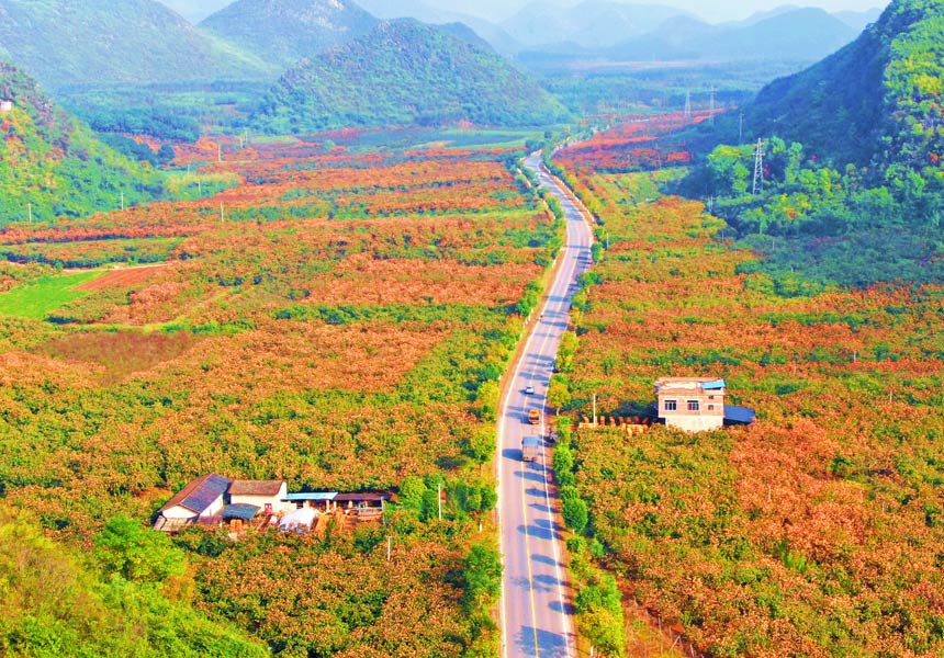 國道241線加會鎮(zhèn)鴨塘村路段沿線。杭慧萍攝