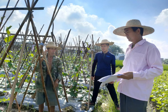 韋增岸到田地調(diào)研農(nóng)作物種植情況。