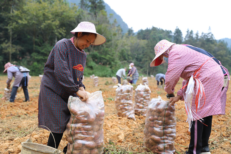 村民正在地里收紅薯。東蘭縣融媒體中心供圖