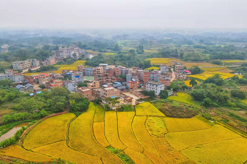 靖文村美麗稻田畫(huà)