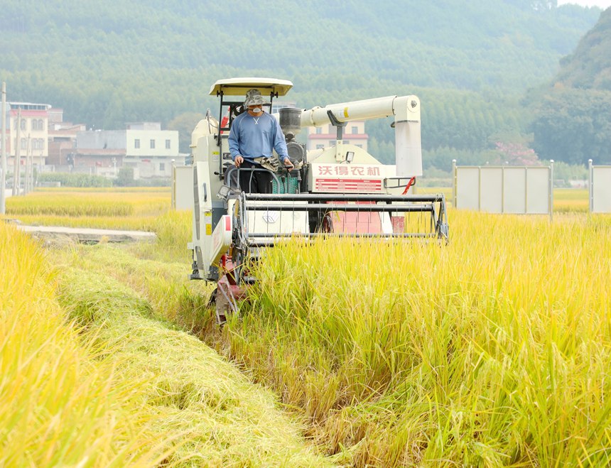 收割機(jī)正在收割稻谷。