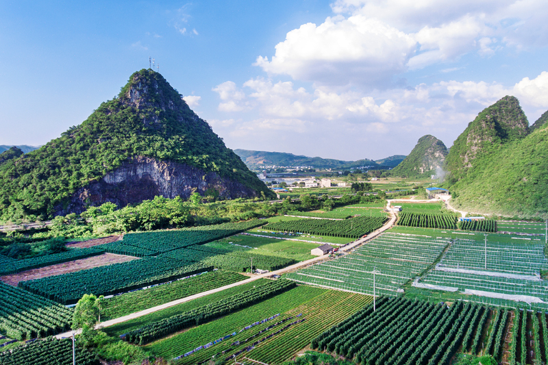 太陽村鎮(zhèn)豆角種植基地