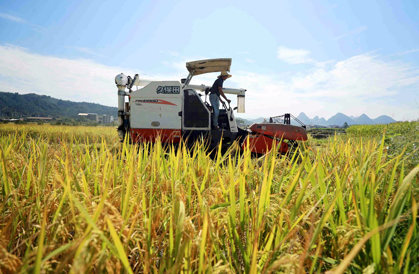 村民駕駛著收割機(jī)在田間收割晚稻。