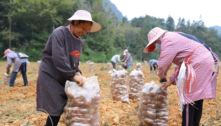 廣西東蘭：地瓜大豐收 村民樂開花