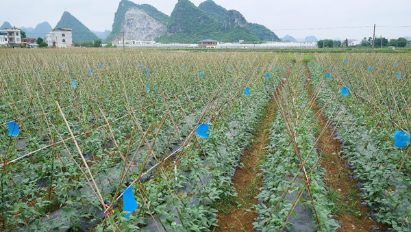 螺螄粉原材料示范基地主推的豆角新品種。